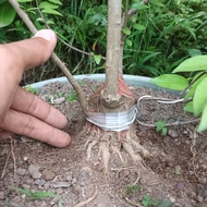 Quality Anting Putri Bonsai Siap Pajang