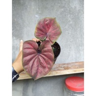 Pokok Keladi Caladium Pokok Hiasan Real Plant