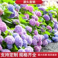 現貨 批發批發繡球花種籽包郵四季易活冬季室外仙客來花種子 種籽庭院秋冬天長壽花春lzh