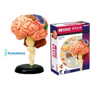 4D MASTER STEM Human Brain Anatomy Detachable Model for Science, MBBS, University