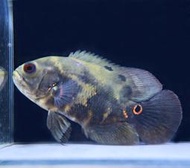 【成崧水族】黑地圖魚 黑豬 地圖魚 大型魚