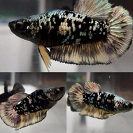 Ikan Cupang Female Avatar Cooper Top Grade Siap Breed Gratisongkir
