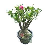 Adenium Obesum/Desert Rose/Outdoor Plants