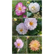 Dahlia Tuber Random ID (Collection Dec'25)