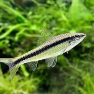 Ikan hias SAE (Siamese Algae Eater) aquascape