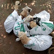 anak domba garut jantan atau betina 