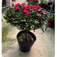 Azalea 35-40cm wide spread Flowering Plant | Bright Red Blooms | Live Potted Azalea | Compact Orname