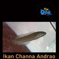 Ikan Hias Ikan Channa Baby Channa Andrao | ikan Chana andrao | Channa andrao BEST QUALITY