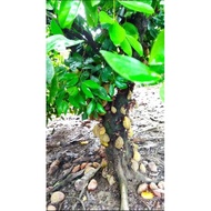 ANAK POKOK BUAH KATAK PURU/NAM NAM