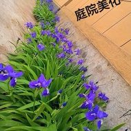 Iris Seedlings Courtyard Balcony Potted Plant Phalaenopsis Phalaenops Root Plants Garden Engineering