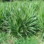 Dwarf Napier/Pandan 20kg free 3kg