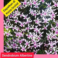 koleksi anggrek jadulan dendrobium albertine 10-20cm/ al yatylu 6648gf