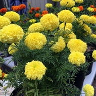 Package of 50 dwarf yellow marigold seeds 35-40cm