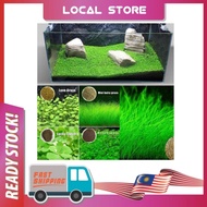 Benih rumput akuarium / Fish Tank Aquarium Plant Water Grass Seeds Fast grow Aquarium Aqua Seed