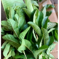 Guava Leaves (Wild Guava) 1kg