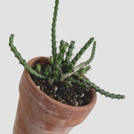 zac.culent - Euphorbia dichroa (Succulent Cactus)