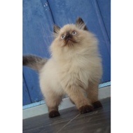 Kucing Kitten Persia Ragdol Anggora Himalaya Peaknose Munchkin