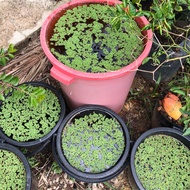 Azolla tumbuhan water plant besar cantik mosquito fern