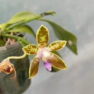 [ Fragrant ] Phalaenopsis corningiana 'Blue Lip' | Species Orchid