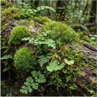 MOSS MIX SYNTHETIC GROSS FOR TERRARIUM Gardening Tools