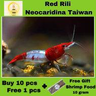 Red Rili Shrimp / Udang Akurium- Neocaridina Taiwan 10 pcs free 5pcs (红琉璃）