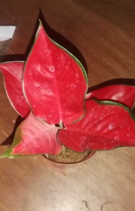 Aglaonema Suksom  &amp; other varieties