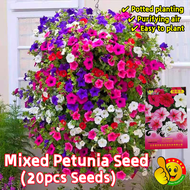 100% Original Biji Benih Bunga Petunia Flower Seeds for Sale (Fresh 20pcs Seeds) 矮牵牛花种子 Petunia Seed