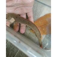 original ikan chana limbata / gachua ukuran jumbo 18-20 cm calon
