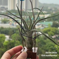 空氣鳳梨👉T. TY (河豚x 章魚）/'Ty' (T. ehlersiana X T. bulbosa)