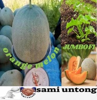 SUPER!!! 200 BENIH MELON JUMBO F1 MANIS bibit tanaman melon orange