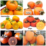 Pokok Buah Pisang Kaki Persimmon Persimon pokok kawin rare
