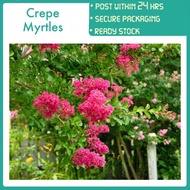 PBN - crepe myrtles lagerstroemia indica bungor queen flower bunga pokok nursery real live plant out