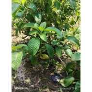 Ketum ayam - keratan batang berakar 2pcs