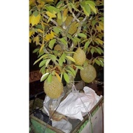 Pokok Durian telur Buaya/ Durian Tree (telur buaya)