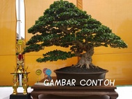 bahan bonsai hokianti/hokiantea lokal ukuran sedang hasil dongkel bisa sambung hokianti/hokiantea mi