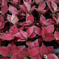 Aglaonema Red anjamani