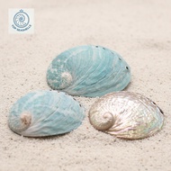 Tiger Abalone Shell - Decorative snail shells in many sizes - Beautiful snail shells