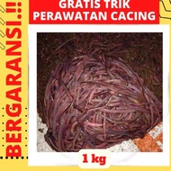 Terlaris Cacing Tanah 1kg