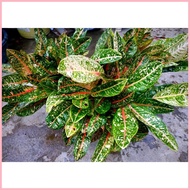 ❦ ◆ Aglaonema Doña Carmen (GROWN AND LIVE PLANTS) for 199p only  :)