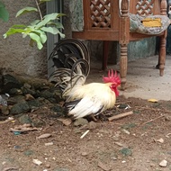 ayam kate chabo blacktail dewasa