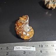 Ammonite MADAGASCAR HQ NATURAL Original Stone