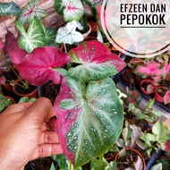 Caladium Shycool Apsorn Sawan / Keladi Thai Hibrid | 🌿 Pepokok Greenturae 🌿