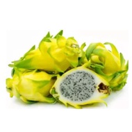 GENUINE GOLDEN DWARF DRAGON FRUIT SEED (SUPER SWEET)Hylocereus megalanthus