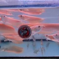 ! IKAN ARWANA SILVER ALBINO -