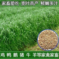 Ryegrass Seed Seed Seed Years Raw Grass Seed Animal Grass Seed Grass Seed Chicken Duck Beef Sheep Fi