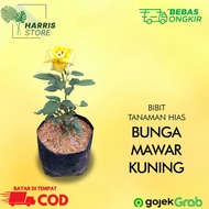 Bibit Bunga Mawar Hidup Warna Kuning Tanaman Hias Outdoor Mawar Kuning