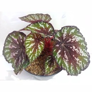 Tanaman Hias Begonia Rex Kitkat/Tanaman Hias Begonia Rex Pelangi