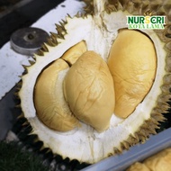 🔥HYBRID🔥 POKOK DURIAN SWEET DARLING (D88) / Butter King / Xiao Tian Tian / Durio Zibethinus / Live P
