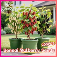 200pcs High Yield Bonsai Mulberry Tree Seeds Dwarf Mulberry Seeds for Planting Fruit Trees - Fresh M