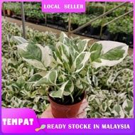 【READY STOCK MALAYSIA】 TKL - Epipremnum ‘N-Joy’ / NJoy Pothos 白金葛
